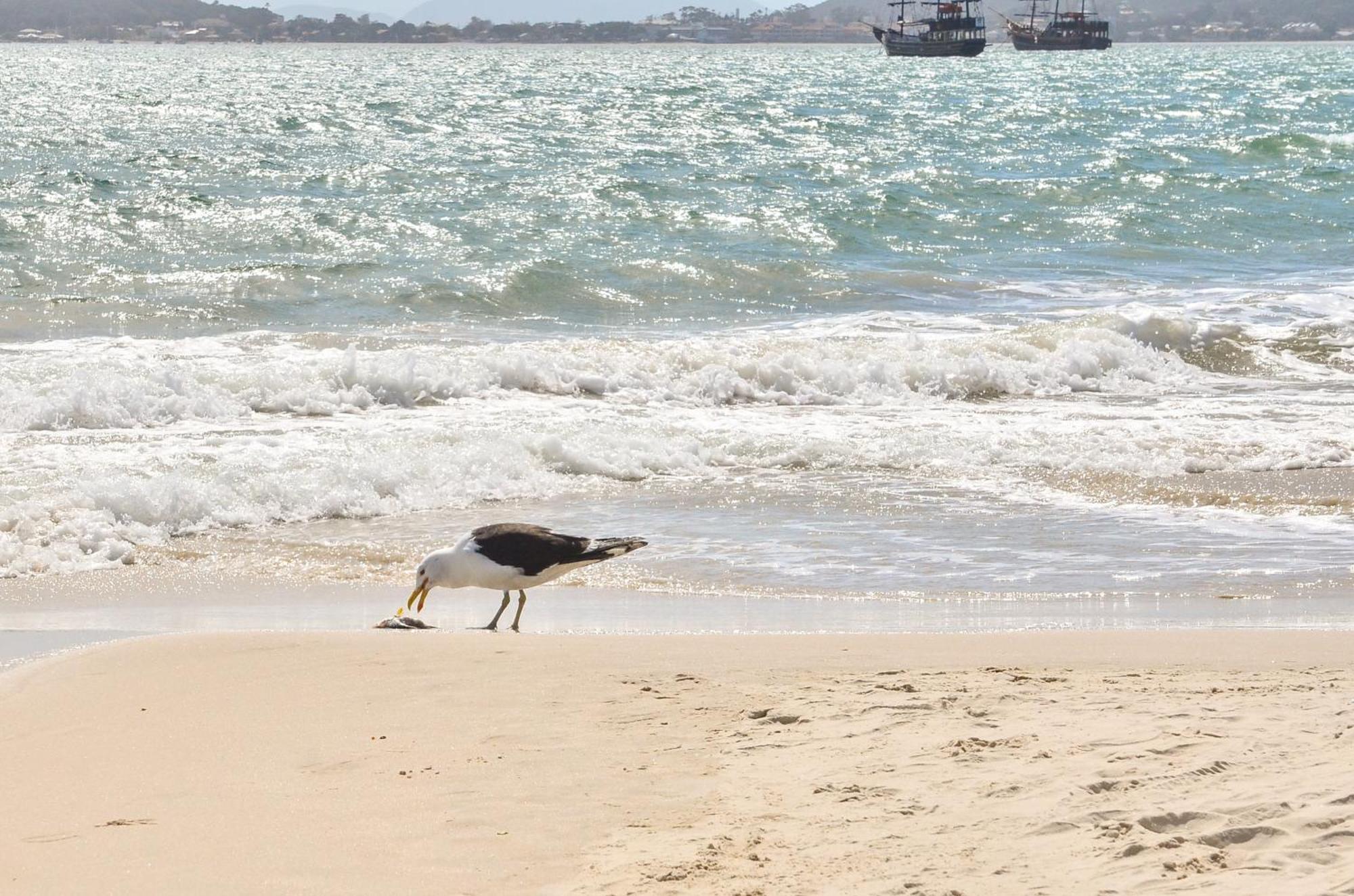 Conforto 2 Quadras Da Praia Em Canasvieiras N539 Florianópolis Buitenkant foto